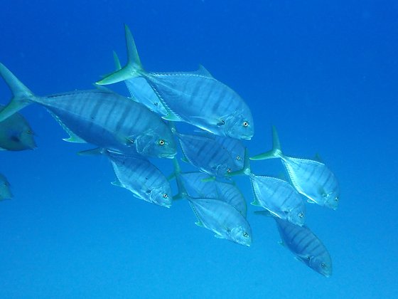 Kleiner Schwarm Stachelmakrelen im Roten Meer