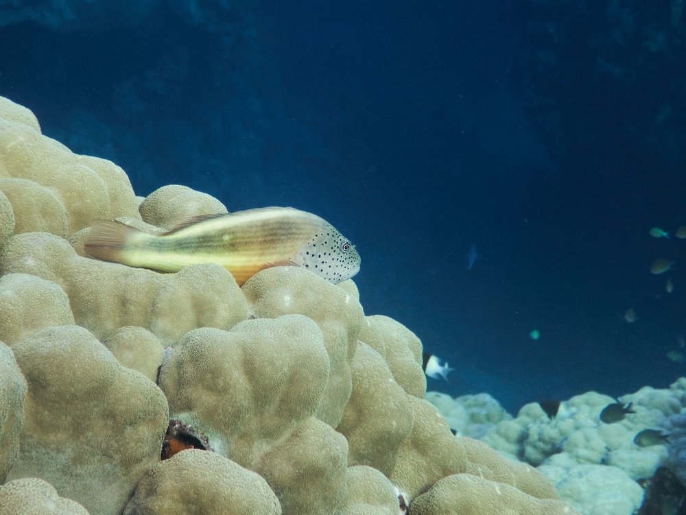 TSK Tauchreise in Ägypten Tag 2 Nightdive Fisch in Korallen