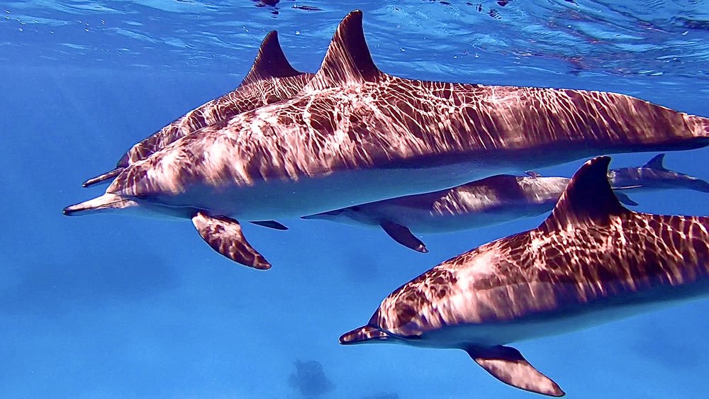 Drei Delfine unter der Wasseroberfläche
