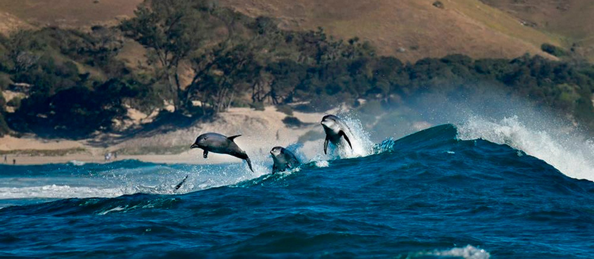 TSK Tauchreise in Südafrika Sardine Run Delphine springen aus Wasser