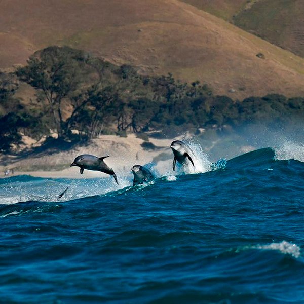 TSK Tauchreise in Südafrika Sardine Run Delphine springen aus Wasser