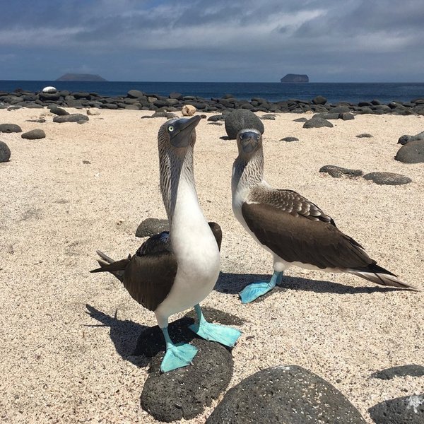 Blaufusstölpel Vogelart