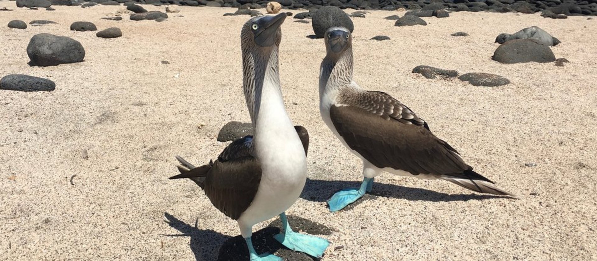 Blaufusstölpel Vogelart