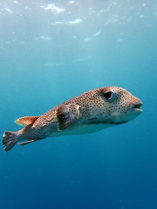 Grosser Igelfisch im Roten Meer