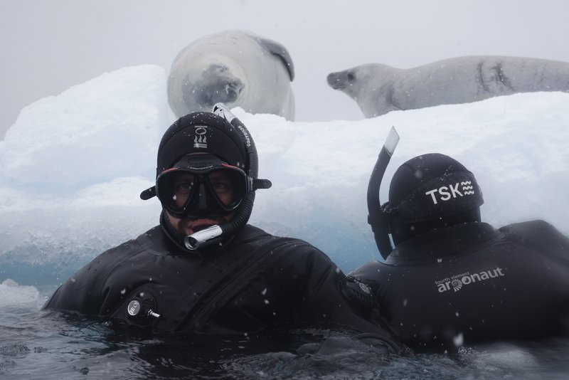 Zweit Taucher schnorcheln nahe bei Seals
