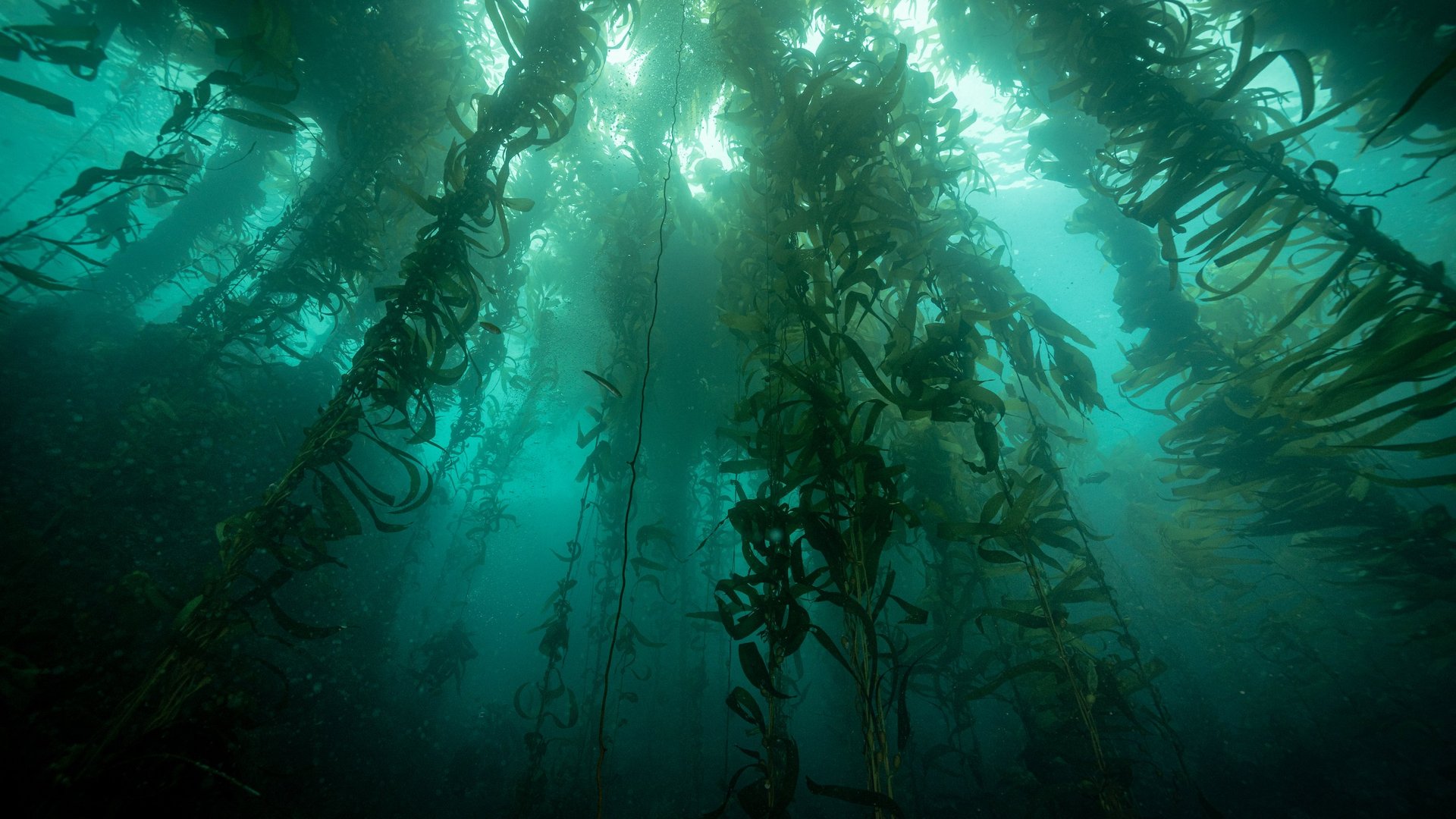 Kelp Forest - der Traumwald jedes Tauchers