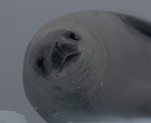TSK Tauchreise in Antarktis Robbe