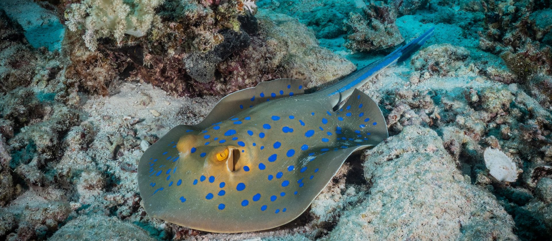 Blaupunktrochen im Roten Meer