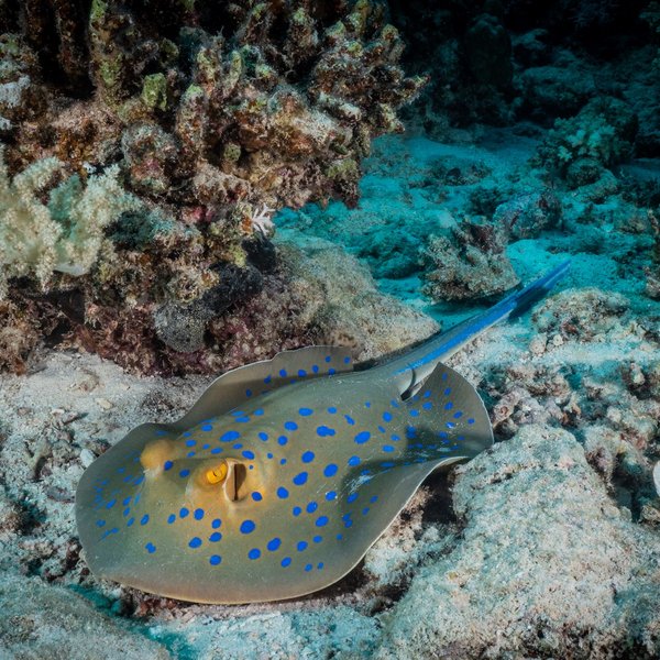 Blaupunktrochen im Roten Meer