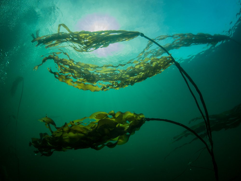 Bild von Kelp in der Strömung