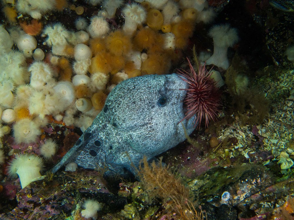 TSK Tauchreise auf den Vancouver Islands Fisch