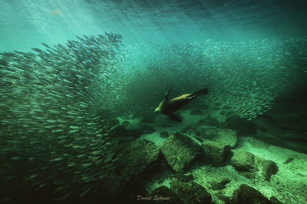 Sealion in einem Schwarm Sardinen