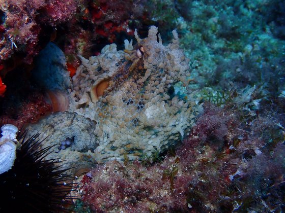 Oktopus erscheint aus Riff