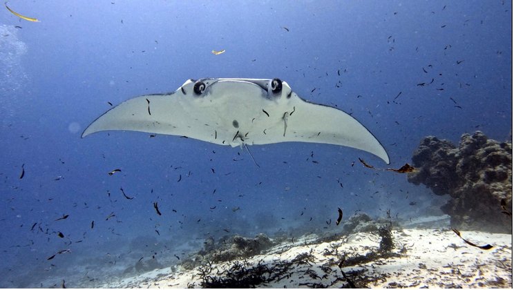 Ein Manta Rochen der direkt auf den Fotografen zu schwimmt