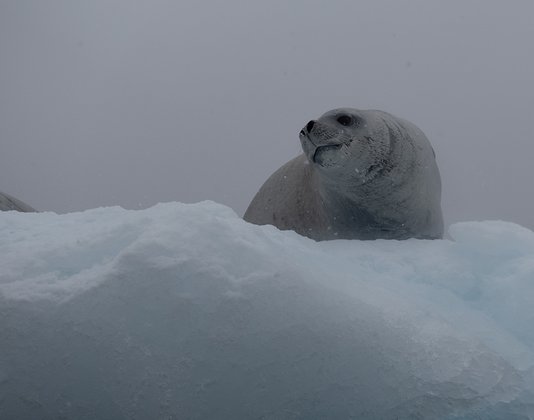 TSK Tauchreise Antarktis Robbe