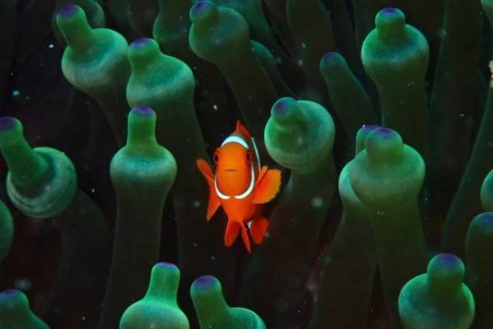 TSK Tauchreise in Papua Neuguinea PNG / Salomoninseln Clownfisch in Anemone