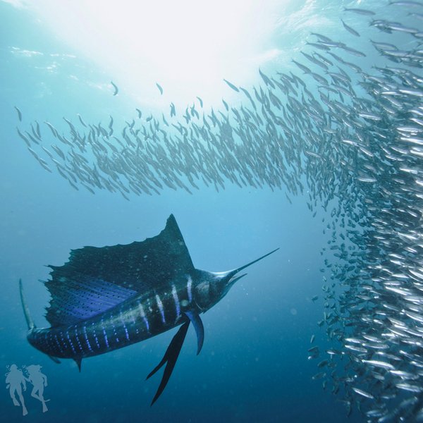 TSK Tauchreise in Südafrika Sardin Run Schwertfisch