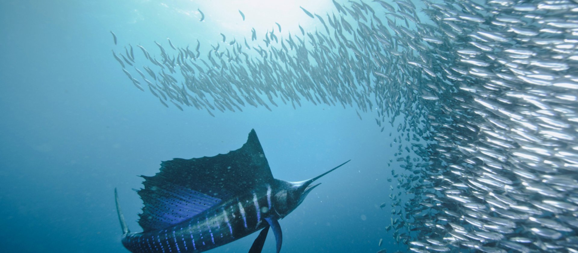 TSK Tauchreise in Südafrika Sardin Run Schwertfisch