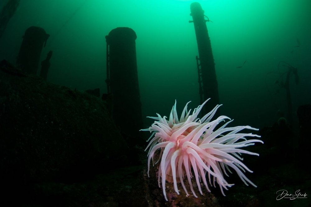 Anemone with divers