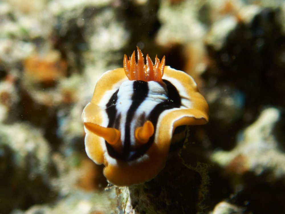 TSK Tauchreise in Ägypten Nudibranch auf Koralle