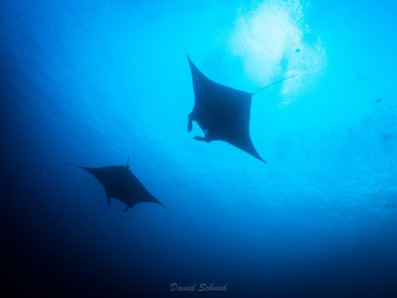 2 Mantas im Gegenlicht