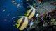 Zwei Wimpelfische im Roten Meer