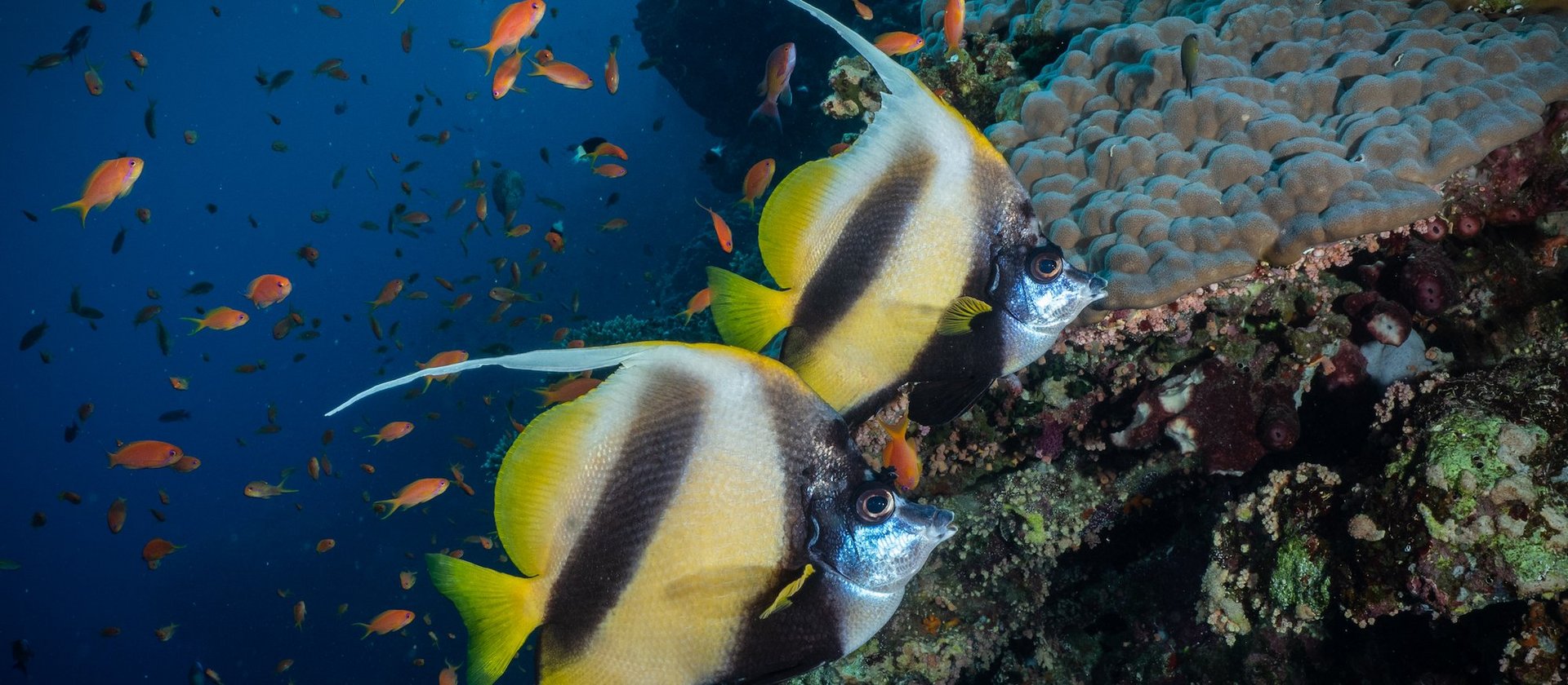 Zwei Wimpelfische im Roten Meer