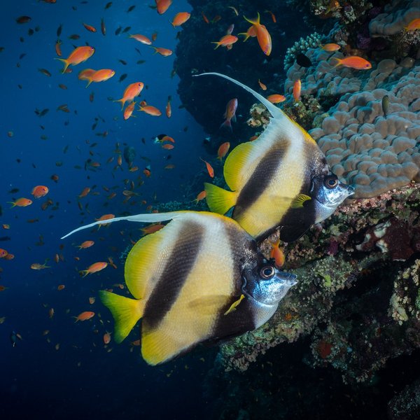 Zwei Wimpelfische im Roten Meer