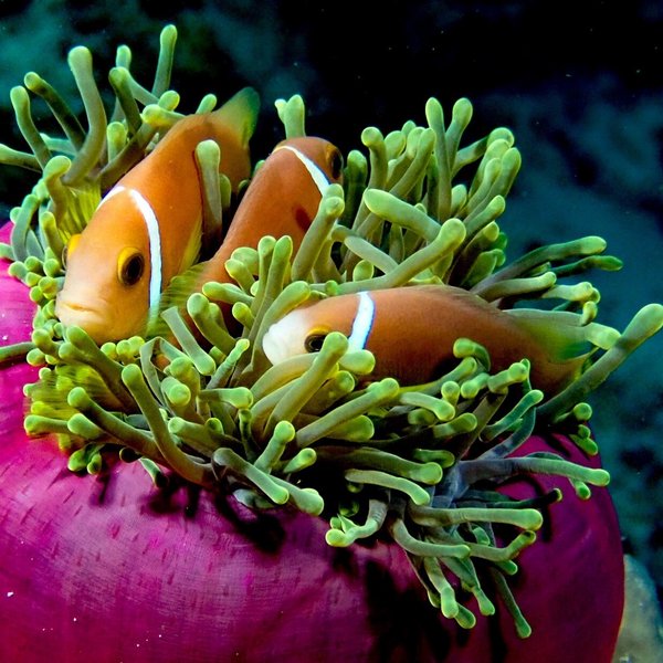 Anemonefische