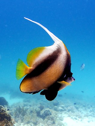 Schöner Wimpelfisch im Roten Meer