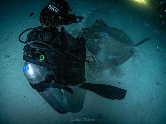 Rochen der einer Taucherin auf die Flossen schwimmt