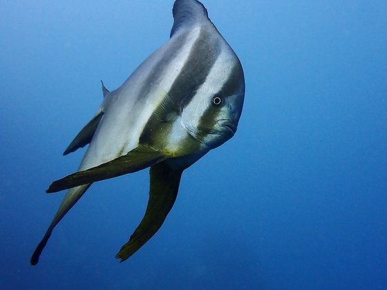 Grosser Fledermausfisch im Roten Meer