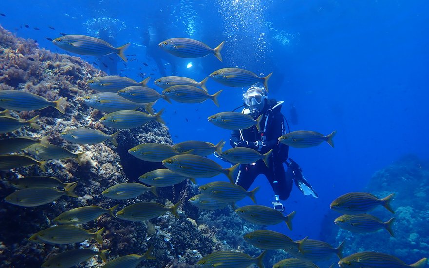 TSK-Taucher sieht viele Fische unter Wasser bei seiner TSK-Tauchreise.