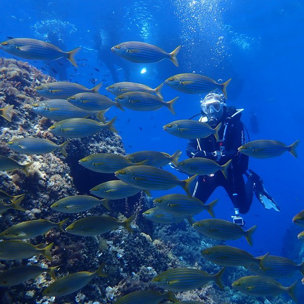 TSK-Taucher sieht viele Fische unter Wasser bei seiner TSK-Tauchreise.