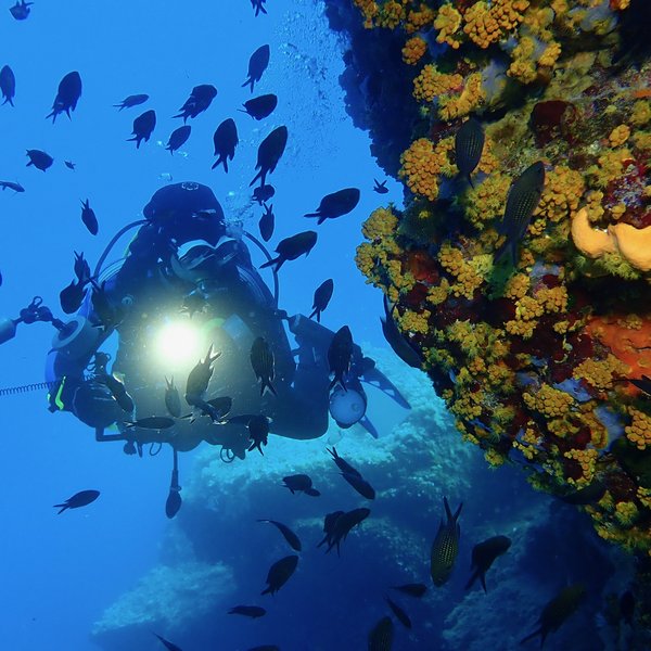 TSK Tauchreise in Elba Freedive Woche Taucher mit Fischen