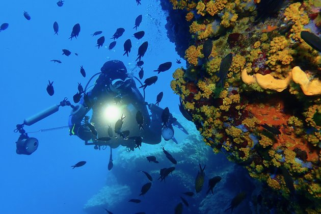 TSK Tauchreise in Elba Freedive Woche Taucher mit Fischen