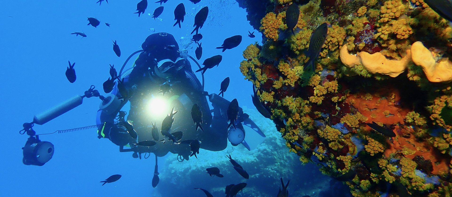 TSK Tauchreise in Elba Freedive Woche Taucher mit Fischen