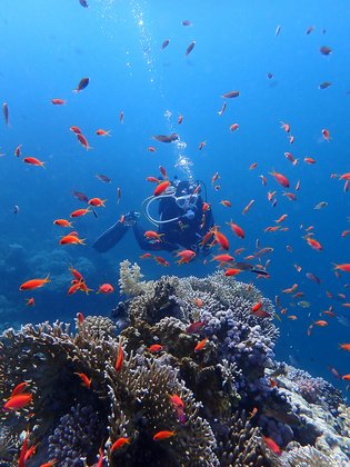 Schönes Riff mit Taucher im Roten Meer