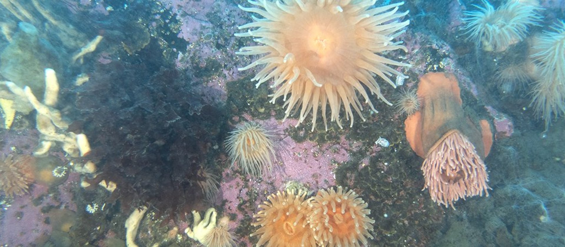 TSK Tauchreise Antarktis Tauchen Anemonen Korallen