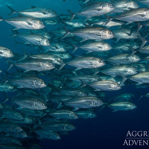 Cocos Island Fische