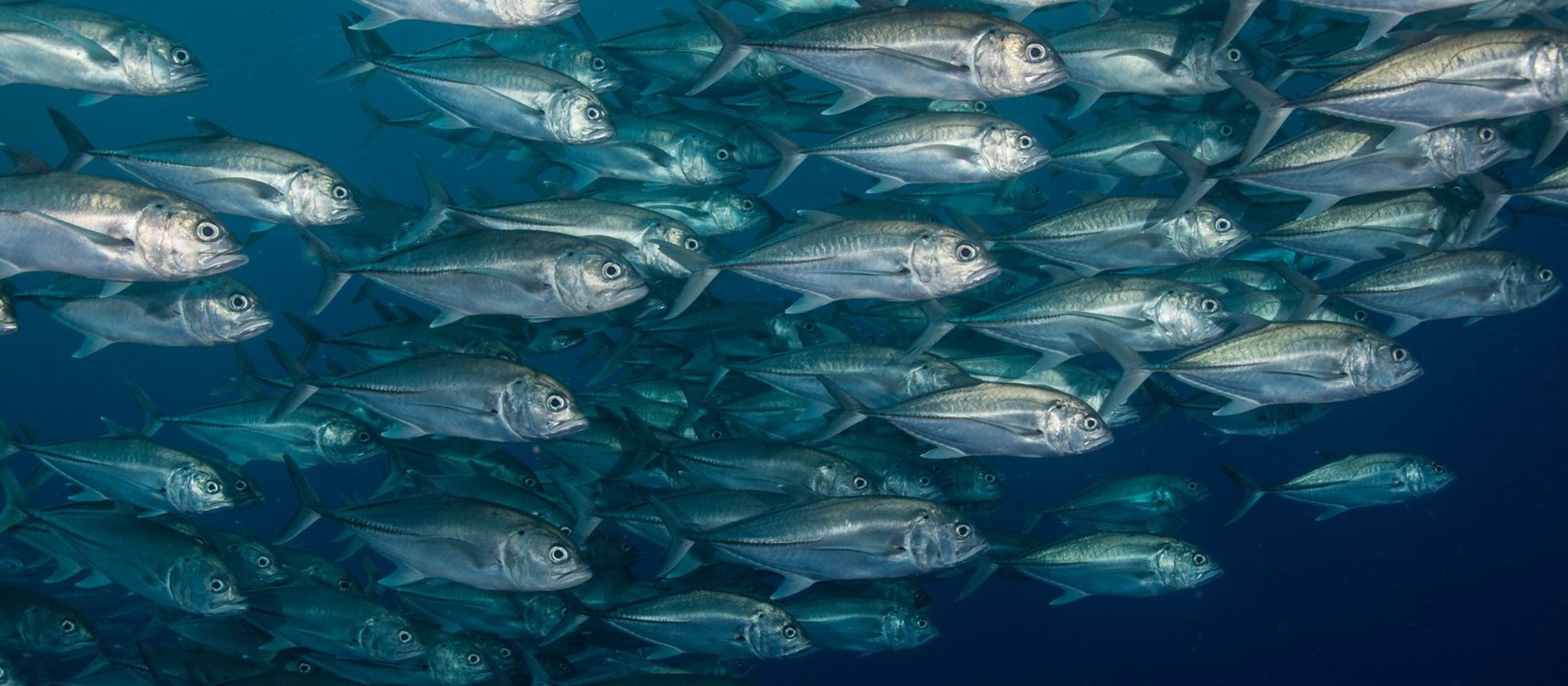 Cocos Island Fische