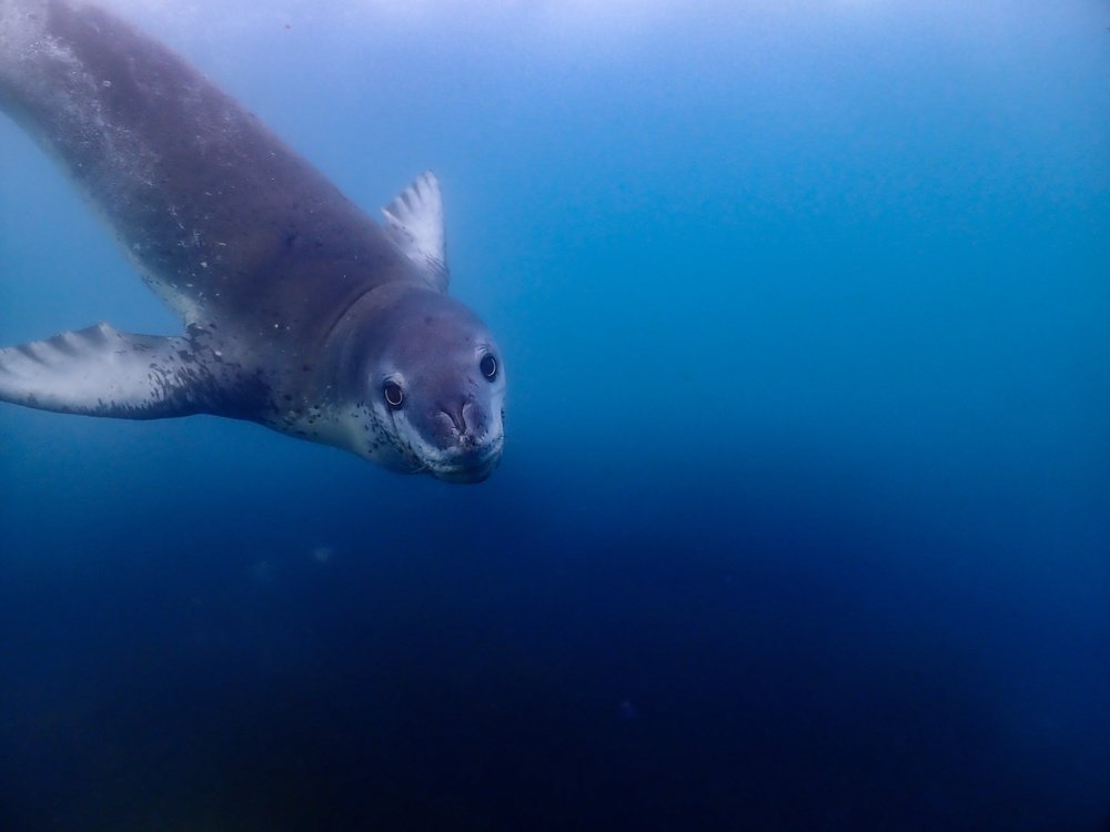 TSK Tauchreise Antarktis Robbe Unterwasser